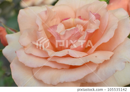 Elegant rose 105535142