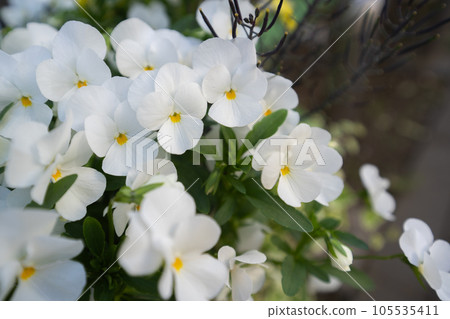 春天盛開的純白色中提琴花 春天盛開的純白色中提琴花 105535411