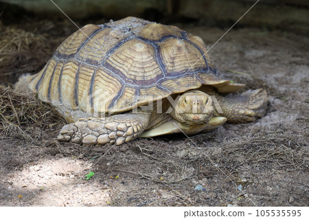 Sulcata tortoise in the garden at thailand 105535595