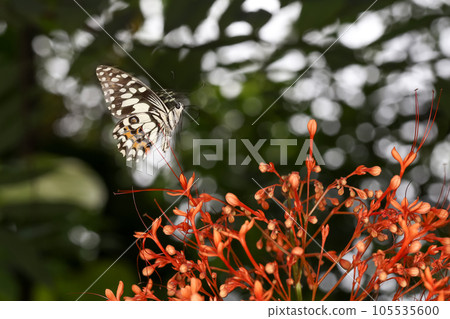 The beautiful butterfly is fly on flower is show beauty wing in nature garden 105535600
