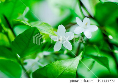 Andaman Satinwood, China Box Tree or Chinese Box wood or Orange Jessamine or rutaceae or Murraya paniculata flower Andaman Satinwood, China Box Tree or Chinese Box wood or Orange Jessamine or rutaceae or Murraya paniculata flower 105535778