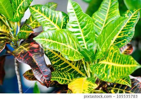 Codiaeum variegatium Blume or Croton, Variegated Laurel or Garden Croton or bicolor plant 105535783