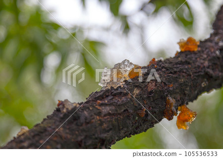 Sap from a peach tree on its bark 105536533
