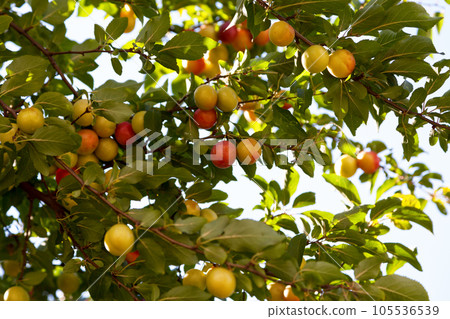 Japanese plum still hanging from the tree 105536539