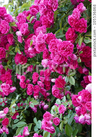 遍布各處的粉紅色藤蔓玫瑰 遍布各處的粉紅色藤蔓玫瑰 105536868