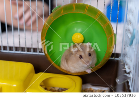 A cute hamster runs in a wheel. The concept of running in a circle, useless futile movement. Dzungarian hamster. Red hamster with red eyes is a favorite pet. 105537936