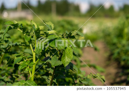 Rows of potatoes in the home garden. Preparation for harvesting. potato plants in rows on a kitchengarden farm springtime with sunshine. Green field of potato crops in a row. Growing of potato. 105537945