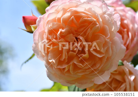 splendid coral aromatic roses blossom in garden against blue sky at sunny morning. close up splendid coral aromatic roses blossom in garden against blue sky at sunny morning. close up 105538151