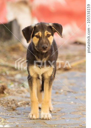 Dog puppy with sad eyes in shelter, portrait Dog puppy with sad eyes in shelter, portrait 105538159