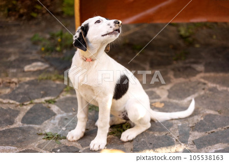 Dog puppy with sad eyes in shelter, portrait Dog puppy with sad eyes in shelter, portrait 105538163