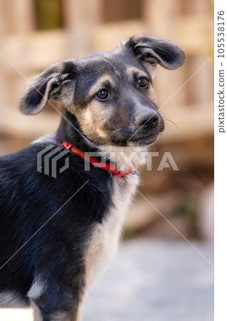 Dog puppy in shelter, close-up portrait Dog puppy in shelter, close-up portrait 105538176