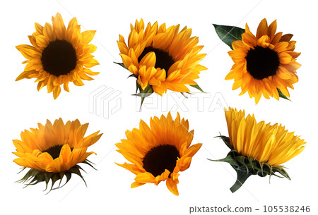 Yellow cutout sunflowers with leaves set, isolated bright object on the white background for decor, harvest time design, invitations, soft focus and clipping path Yellow cutout sunflowers with leaves set, isolated bright object on the white background for decor, harvest time design, invitations, soft focus and clipping path 105538246