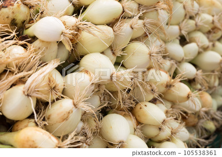 Washed farm heads of onions Washed farm heads of onions 105538361