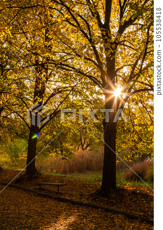 Autumn sunny alley in the leaves, through the trees the sun breaks through Autumn sunny alley in the leaves, through the trees the sun breaks through 105538418