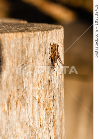 In the sunlight a grasshopper sits on a log In the sunlight a grasshopper sits on a log 105538419