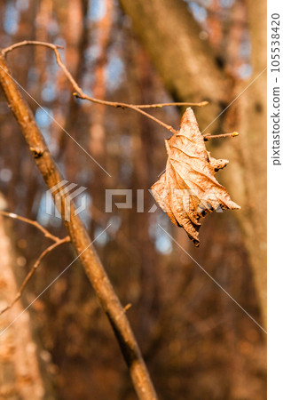 Withered autumn leaves on a tree branch Withered autumn leaves on a tree branch 105538420