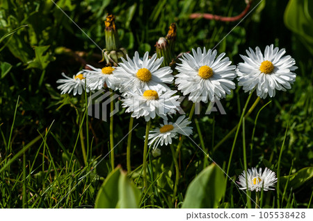Small daisies on a background of green grass Small daisies on a background of green grass 105538428