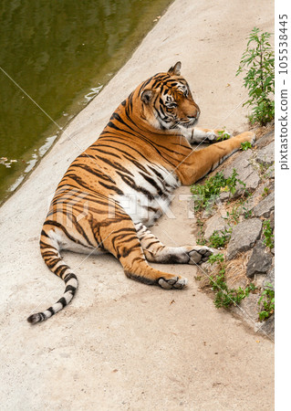 Tiger resting in the nature near the water Tiger resting in the nature near the water 105538445