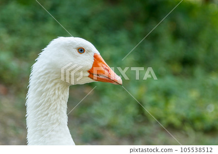 beautiful swans sit on green grass 105538512