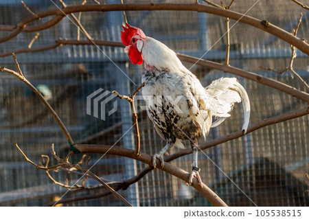 beautiful cock with white and black feathers beautiful cock with white and black feathers 105538515