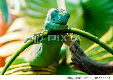 lizard lizard 105538573