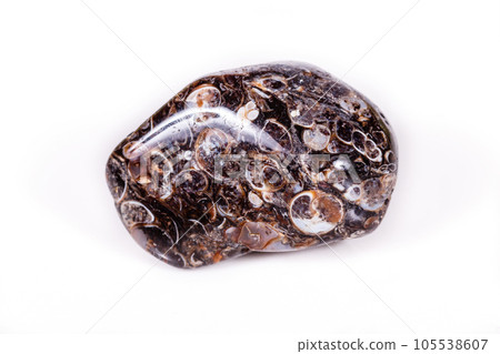 Macro mineral agate fossil fossilized with fossilized turtles on white background Macro mineral agate fossil fossilized with fossilized turtles on white background 105538607
