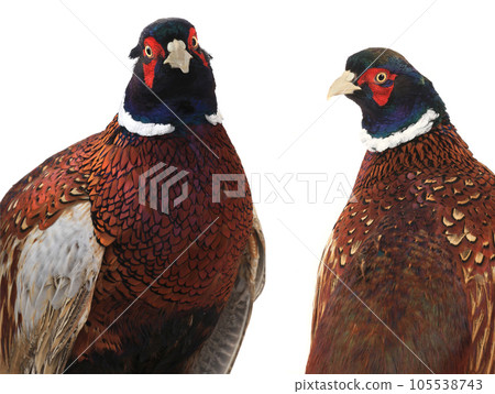 Pheasant isolated on white background 105538743