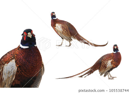 Pheasant isolated on white background Pheasant isolated on white background 105538744