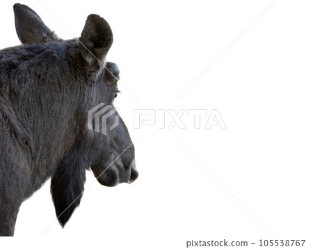 moose portrait isolated on white background 105538767