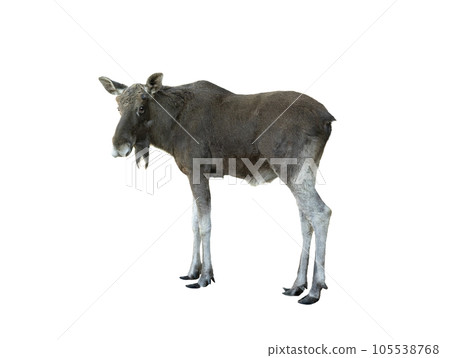moose portrait isolated on white background moose portrait isolated on white background 105538768