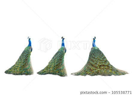 three peacock isolated on a white background 105538771