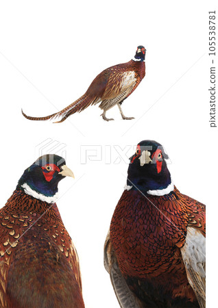 Pheasant isolated on white background 105538781