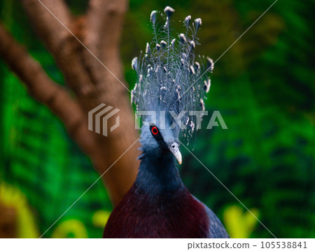 portrait southern crowned-pegeon (sclateri) on a green background portrait southern crowned-pegeon (sclateri) on a green background 105538841