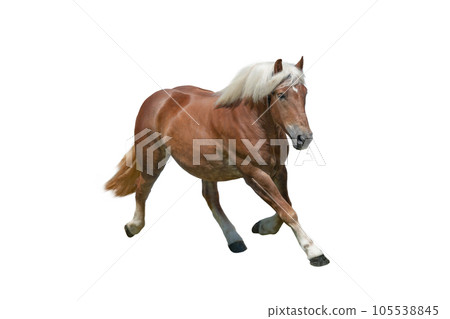 running thoroughbred horse isolated on a white running thoroughbred horse isolated on a white 105538845