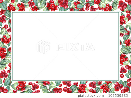 Ripe, juicy cowberries. Rectangular frame isolated on white background. Cranberries, wild berries. Watercolor illustration of red berries with green leaves. Space for text. For your design Ripe, juicy cowberries. Rectangular frame isolated on white background. Cranberries, wild berries. Watercolor illustration of red berries with green leaves. Space for text. For your design 105539283
