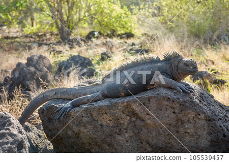 Galapagos marine iguana on a rock, selective focus, Ecuador. 105539457