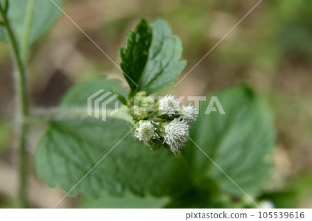Ageratum Ageratum Ageratum Ageratum Ageratum Ageratum 105539616