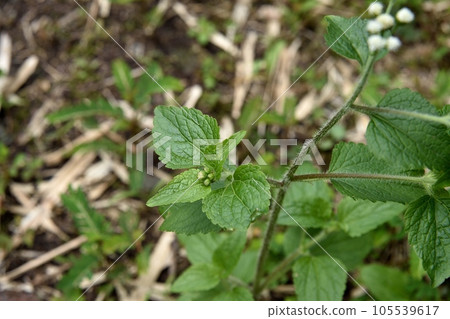 Ageratum Ageratum Ageratum Ageratum Ageratum Ageratum 105539617