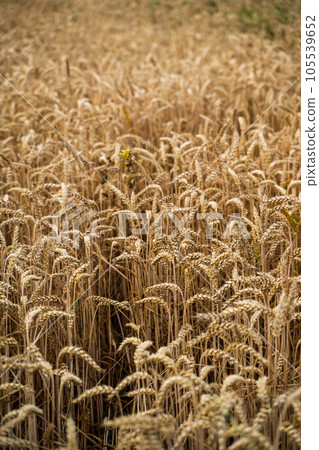 Close up of ripe golden wheat ears, the ripe seeds of the grain crop, ready for harvest. Wheat filed rural scene. 105539652