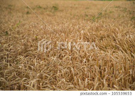 Golden wheat field. Ears of ripe wheat close up. Rural Scenery. Ripening ears of wheat field. Rich harvest concept. Agriculture. 105539653