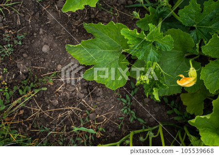 Pumpkin flower blooms grown in the field. Yellow orange flower of a green pumpkin. Squash, zucchini. plant, agriculture. Pumpkin flower blooms grown in the field. Yellow orange flower of a green pumpkin. Squash, zucchini. plant, agriculture. 105539668