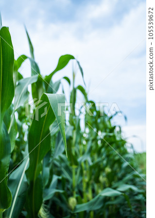 Unripe corn growing on a maize plantation. Corn planting field or cornfield. Stalks of tall green unripe corn with a unripe corn. Agriculture. Unripe corn growing on a maize plantation. Corn planting field or cornfield. Stalks of tall green unripe corn with a unripe corn. Agriculture. 105539672