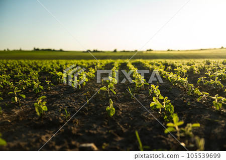 Soybean, soya bean sprout growing soybeans on an industrial scale. Products for vegetarians. Agricultural plant during the period of active growth in the field. Selective focus. Soybean, soya bean sprout growing soybeans on an industrial scale. Products for vegetarians. Agricultural plant during the period of active growth in the field. Selective focus. 105539699