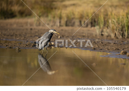 Grey heron, Ardea cinerea standing in the water in sunny autumn afternoon. Looking for fish in the pond. Mirroring in the water Grey heron, Ardea cinerea standing in the water in sunny autumn afternoon. Looking for fish in the pond. Mirroring in the water 105540179
