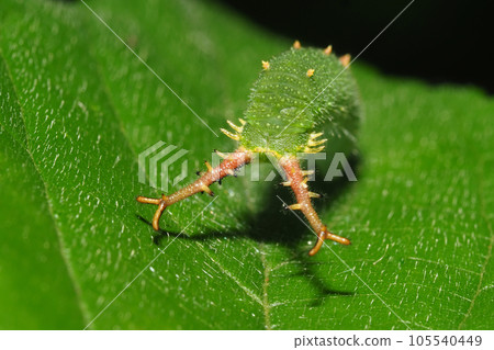紅甲蟲的幼蟲 紅甲蟲的幼蟲 105540449