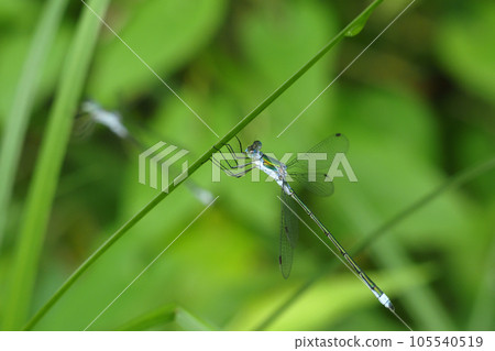 Aoito Tombo (male) 105540519