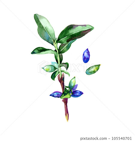 Watercolor honeysuckle berries illustration on white background 105540701