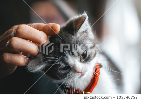 小貓被撫摸頭部 105540752