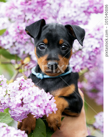 Close-up portrait of a black and tan miniature pinscher puppy in lilac colors. Close-up portrait of a black and tan miniature pinscher puppy in lilac colors. 105540886