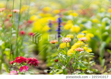 Marigold bronze beauty cream pink pink 105541017